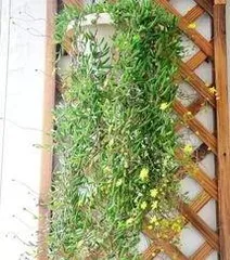 How to water a newly planted purple succulent, Watering techniques and care guide for the initial planting stage 3