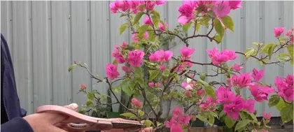 What is the reason for the falling leaves of bougainvillea? Explore the causes and care tips