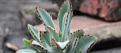 How to care for a succulent rabbit ear, care tips and growth secrets