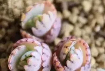 How to care for Rabbit Ear succulents, care guide and growth secrets 2