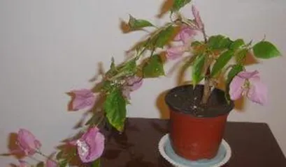 Can bougainvillea be grown hydroponically? Improving success rates and care tips