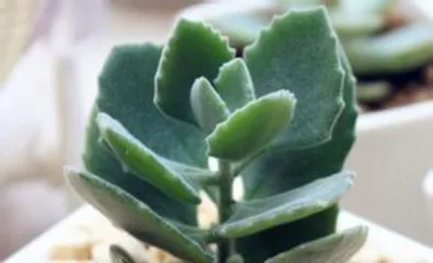 How to care for Rabbit Ear succulents, care guide and growth secrets 3