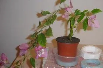 Can bougainvillea be water-cultivated, success rate improvement and care tips 2