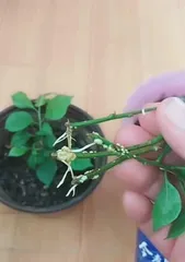 Can bougainvillea be water-cultivated, success rate improvement and care tips 3