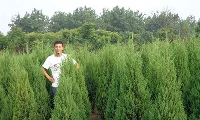 How to grow juniper, the care and health-preserving之道 of juniper