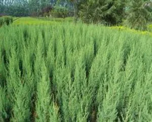 刺柏怎么养,刺柏的养护与养生之道2