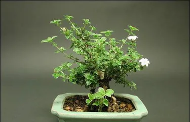 How to Grow June Snow: Methods from Soil to Care, Creating a Beautiful Home Bonsai