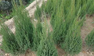 刺柏怎么养,刺柏的养护与养生之道3