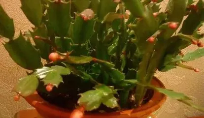 What to do if the leaves of a crab cactus are shriveled? Causes and care tips for shriveled leaves of a crab cactus