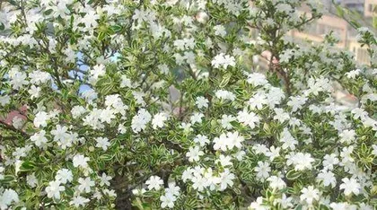 六月雪怎么养殖方法,从土壤到养护，打造美丽家居盆景”2