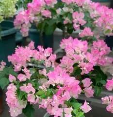 Cultivation and Care of Pink Triangular Bougainvillea in Green Leaf Palace