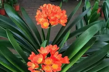 What season does Clivia open, beautiful blooming in spring and summer, and care guide