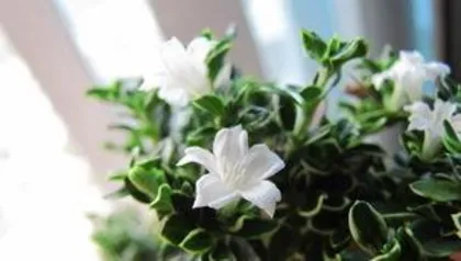 六月雪怎么养殖方法,从土壤到养护，打造美丽家居盆景”3