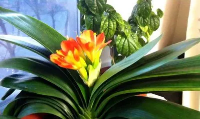 What season does Clivia minata bloom, the beauty and care guide for spring and summer blooming 2