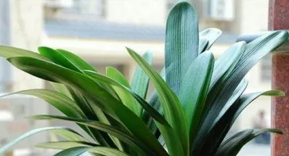 What season does Clivia minata bloom, the beauty and care guide for spring and summer blooming 3