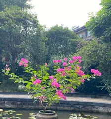 Cultivation and Care of Freely Flowering Bougainvillea Green Leaf Pink 3