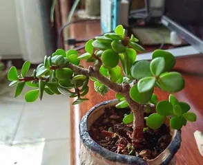 How to Grow Gold and Jade Leaves to Turn Red: Comprehensive Analysis of Light, Temperature Difference, and Care Techniques