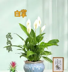 The white orchid on the balcony, enjoying the natural freshness (balcony placement tips and care methods)