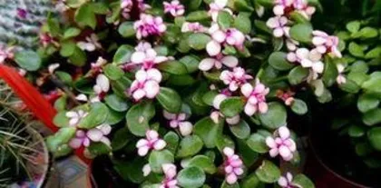 金枝玉叶怎么养才变红,光照、温差与养护技巧全解析”2