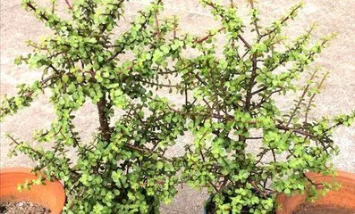 金枝玉叶怎么养才变红,光照、温差与养护技巧全解析”3