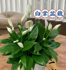 Peace lilies on the balcony, enjoying natural freshness (balcony placement tips and care methods) 2