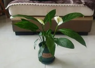 Peace lilies on the balcony, enjoying natural freshness (balcony placement tips and care methods) 3