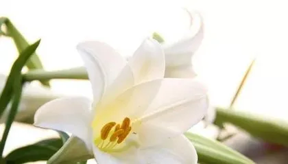 How to Grow Lilies: A Practical Guide from Seed Selection to Care