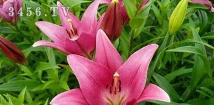 How to plant lilies, a practical guide from selecting bulbs to maintenance 2