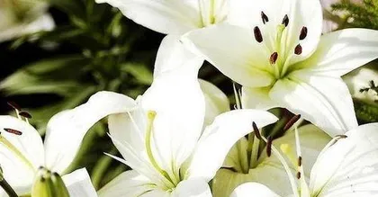 How to plant lilies, a practical guide from selecting bulbs to maintenance 3