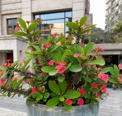 Is the Christmas cactus suitable for indoor cultivation? - Analyzing suitable varieties of Christmas cactus for indoor care and their care techniques