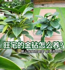 Golden Diamond Winter Care Guide (Winter Care Tips to Keep Your Golden Diamond Coral Healthier and More Vibrant) 2