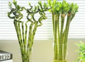 Cultivation methods and precautions for hydroponic lucky bamboo, an easy care guide with key points