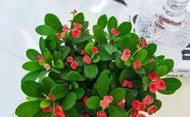 Is Euphorbia milii suitable for indoor growing? — Analysis of varieties suitable for indoor cultivation and care techniques 2