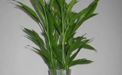 水培富贵竹的养殖方法和注意事项,轻松养护指南与关键要点2