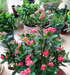 Is Euphorbia milii suitable for indoor growing? — Analysis of varieties suitable for indoor cultivation and care techniques 3