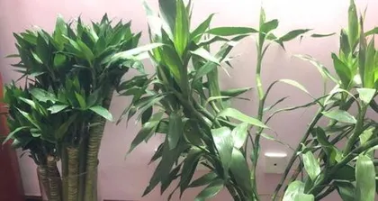 水培富贵竹的养殖方法和注意事项,轻松养护指南与关键要点3