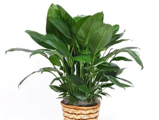 Golden Diamond Winter Care Guide (Winter Care Tips to Keep Your Golden Diamond Coral Healthier and More Vibrant) 3