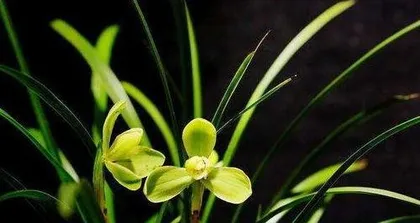 How to care for orchids, comprehensive guidance from soil to pest and disease control