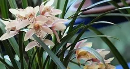 How to Care for Orchids: A Comprehensive Guide from Soil to Pest Control 2
