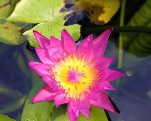 Care for Kalanchoe blossfeldiana: Sunlight exposure (Is Kalanchoe blossfeldiana afraid of sunlight? How to scientifically care for it?)