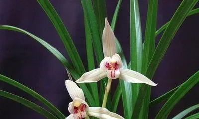 How to Care for Orchids: A Comprehensive Guide from Soil to Pest Control 3