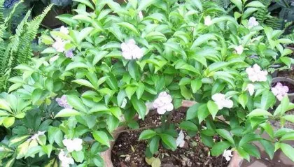 Cultivation methods and precautions for jasmine, a comprehensive guide from selection to care