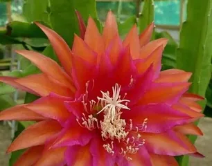 Caring for Epiphyllum oxypetalum: Sun Exposure (Is Epiphyllum oxypetalum afraid of sun exposure? How to care for it scientifically?) 2