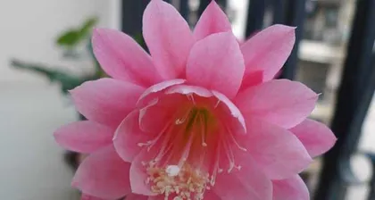 Caring for Epiphyllum oxypetalum: Sun Exposure (Is Epiphyllum oxypetalum afraid of sun exposure? How to care for it scientifically?) 3