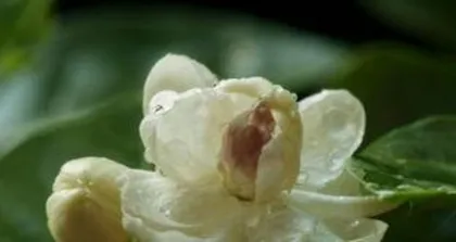 A Comprehensive Guide to Jasmine Cultivation and Care, from Selection to Maintenance 2