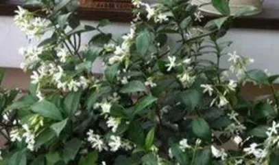 A Comprehensive Guide to Jasmine Cultivation and Care, from Selection to Maintenance 3