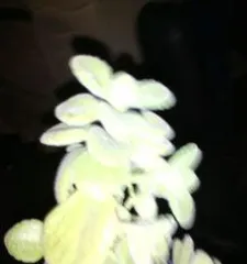 What Flowers Don't Bloom: Cause Analysis and Maintenance Tips