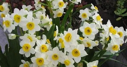 什么花不开花,原因分析与养护技巧2