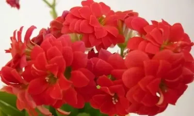 什么花不开花,原因分析与养护技巧3