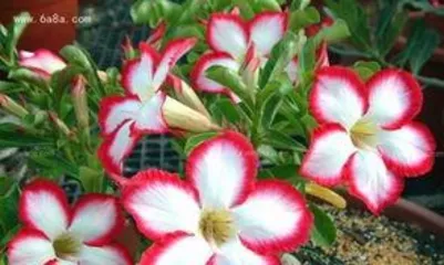 How to care for desert rose, drought and sun-resistant gardening secrets for continuous blooming